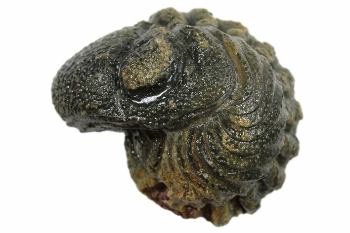 Wide Enrolled Morocops Trilobite - Morocco #296617